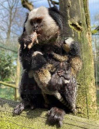 Nacen trillizos de Tití de Geoffroy en el Zoo de Santillana del Mar