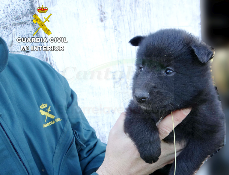 La Guardia Civil localiza a la presunta responsable del abandono de tres cachorros de perro en Reocín