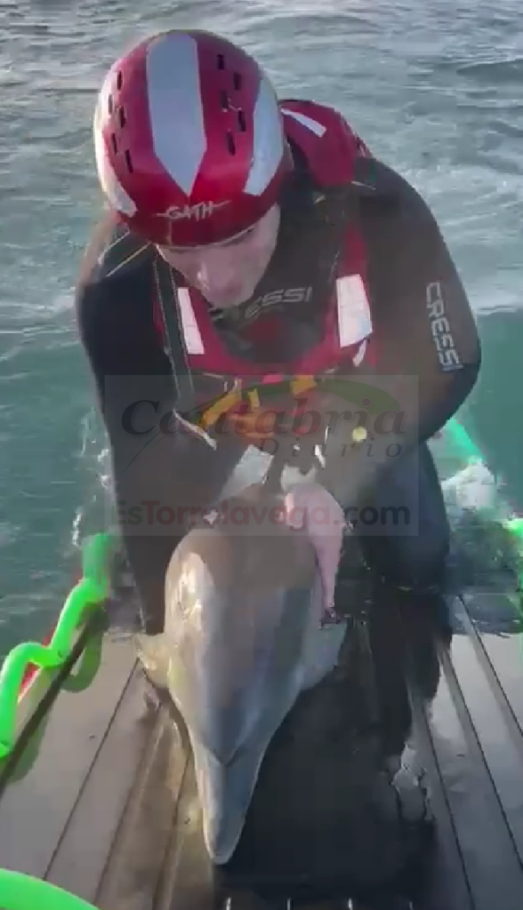 Rescatados dos delfines varados en Santoña