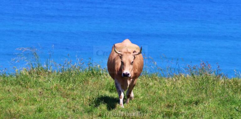 i_view64_gGQr0O1wuQ-CANTABRIA-DIARIO-1024x506-optimized