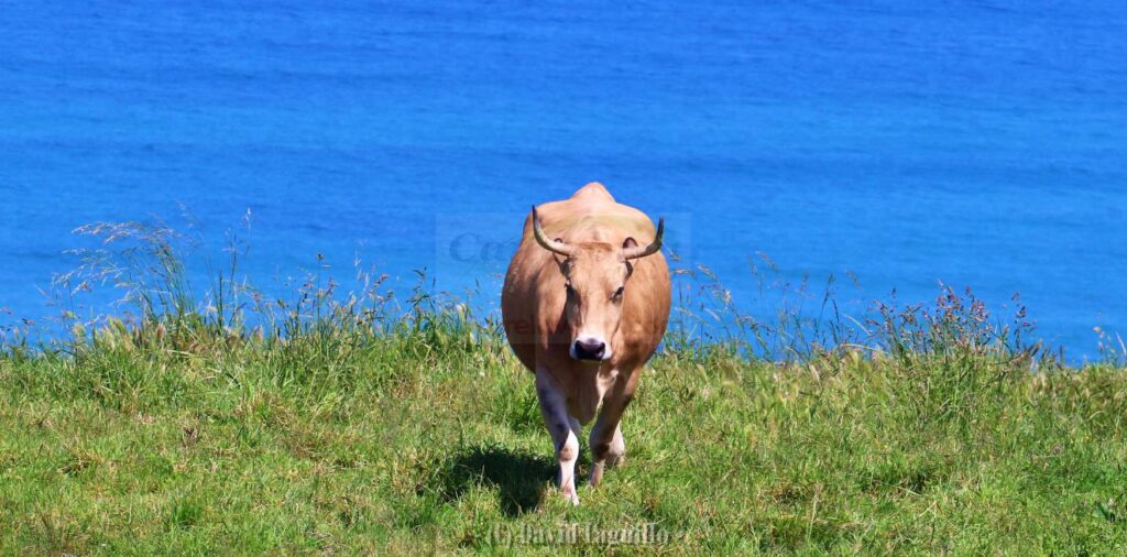 i_view64_gGQr0O1wuQ-CANTABRIA-DIARIO-1024x506-optimized