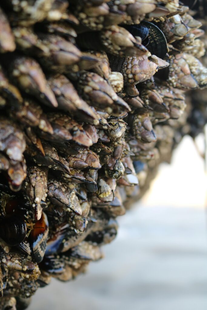 pexels-davidjboozer-8568534-683x1024-optimized