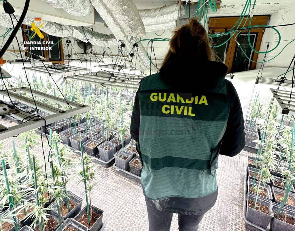 Desmantelada una plantación de marihuana en Guriezo con más de 300 plantas