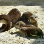 thunderbird_ElMk0h6gXn-CANTABRIA-DIARIO-1024x572-optimized