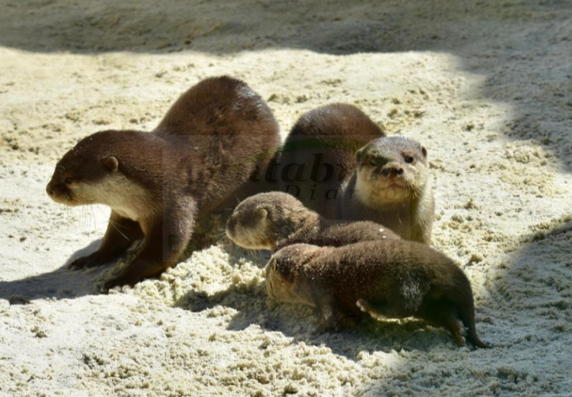 thunderbird_ElMk0h6gXn-CANTABRIA-DIARIO-1024x572-optimized