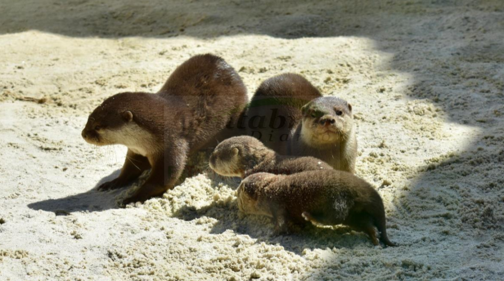 thunderbird_ElMk0h6gXn-CANTABRIA-DIARIO-1024x572-optimized