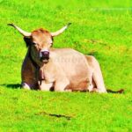 i_view64_2rCBGqtUn0-CANTABRIA-DIARIO-1024x640-optimized